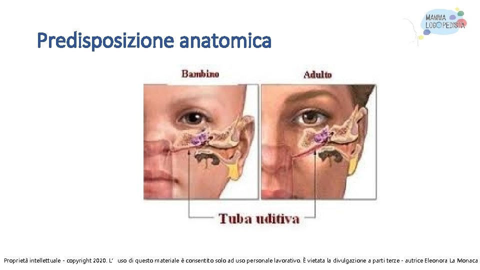 Predisposizione anatomica Proprietà intellettuale - copyright 2020. L’uso di questo materiale è consentito solo