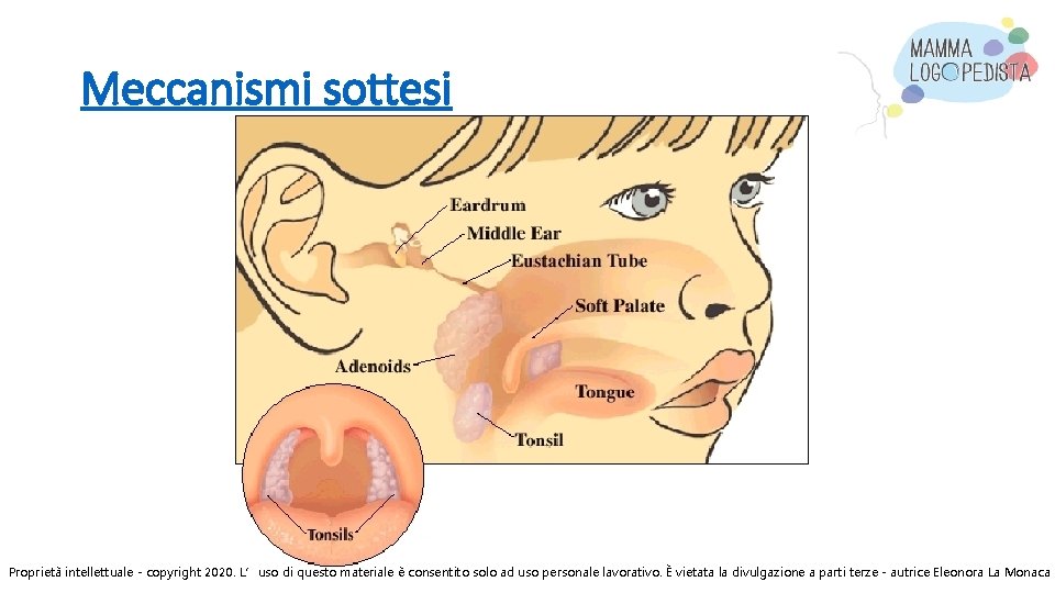 Meccanismi sottesi Proprietà intellettuale - copyright 2020. L’uso di questo materiale è consentito solo