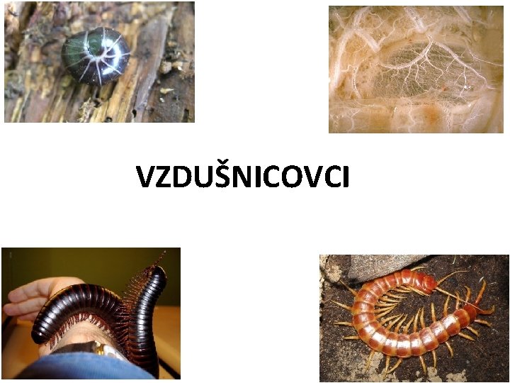 VZDUŠNICOVCI 