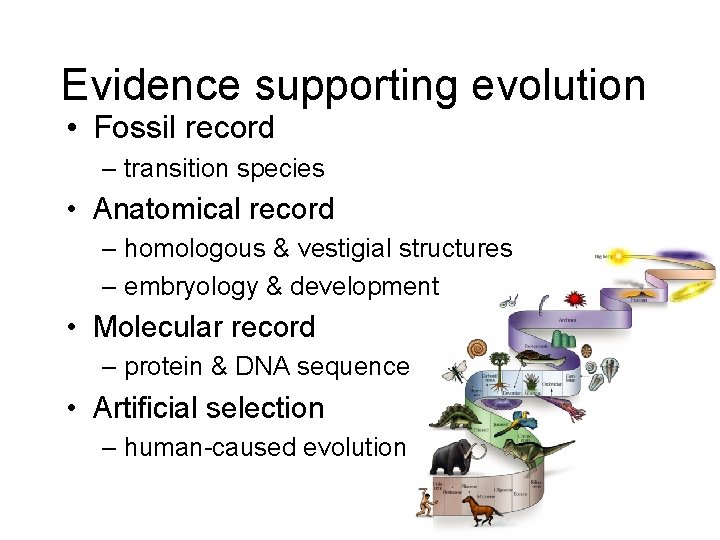 Evidence supporting evolution • Fossil record – transition species • Anatomical record – homologous