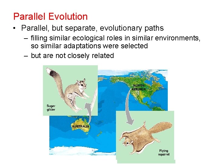 Parallel Evolution • Parallel, but separate, evolutionary paths – filling similar ecological roles in