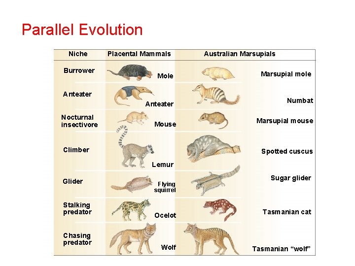 Parallel Evolution Niche Burrower Placental Mammals Mole Marsupial mole Anteater Numbat Anteater Nocturnal insectivore