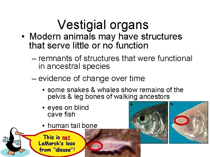 Vestigial organs • Modern animals may have structures that serve little or no function