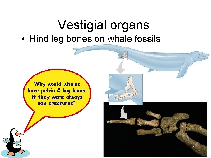 Vestigial organs • Hind leg bones on whale fossils Why would whales have pelvis