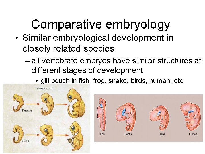 Comparative embryology • Similar embryological development in closely related species – all vertebrate embryos