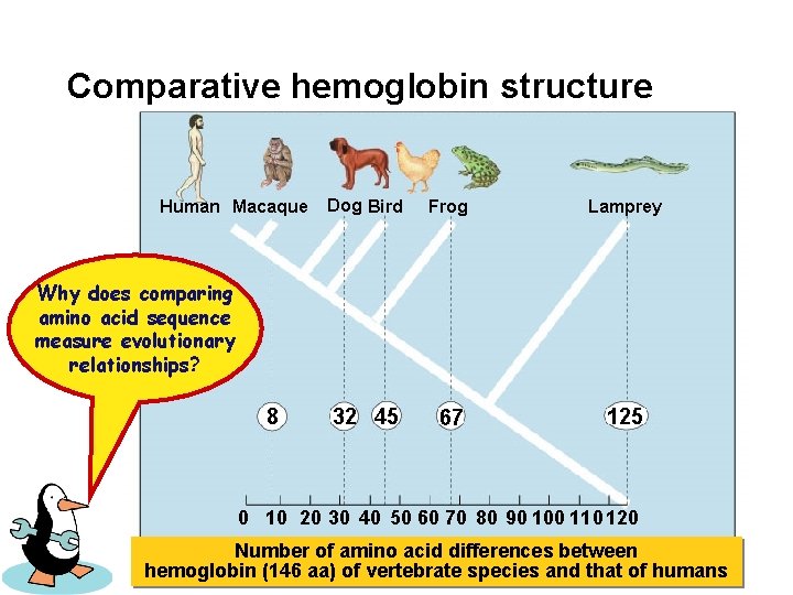 Comparative hemoglobin structure Human Macaque Dog Bird Frog Lamprey 32 45 67 125 Why