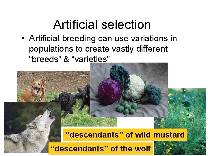 Artificial selection • Artificial breeding can use variations in populations to create vastly different