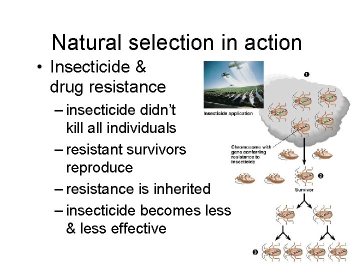 Natural selection in action • Insecticide & drug resistance – insecticide didn’t kill all