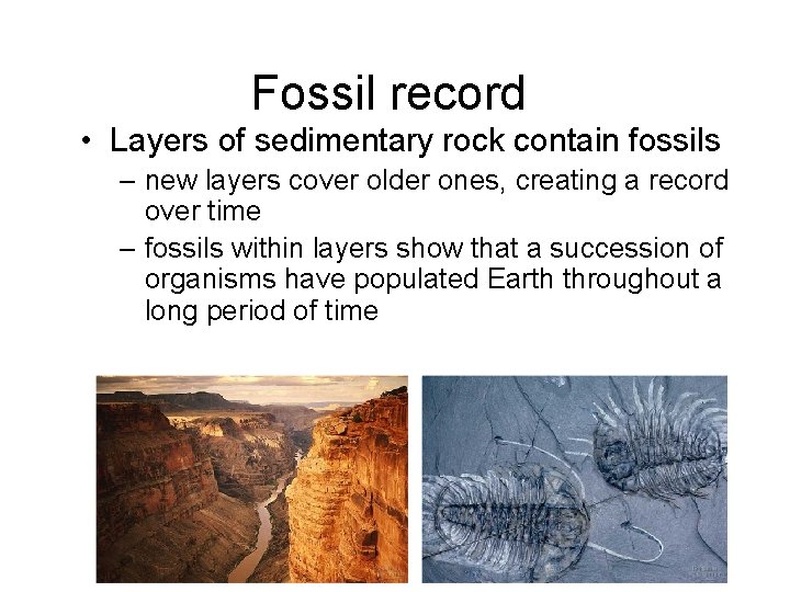 Fossil record • Layers of sedimentary rock contain fossils – new layers cover older