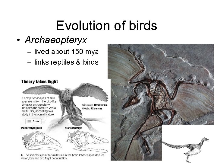 Evolution of birds • Archaeopteryx – lived about 150 mya – links reptiles &