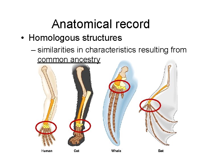 Anatomical record • Homologous structures – similarities in characteristics resulting from common ancestry 