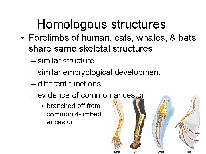 Homologous structures • Forelimbs of human, cats, whales, & bats share same skeletal structures