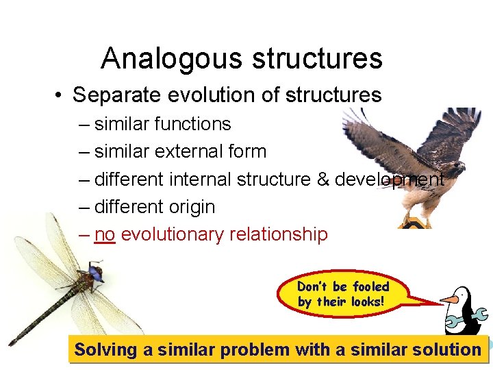 Analogous structures • Separate evolution of structures – similar functions – similar external form