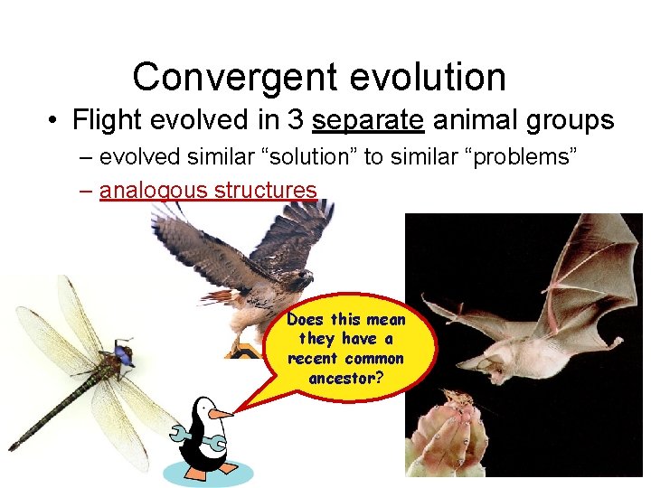 Convergent evolution • Flight evolved in 3 separate animal groups – evolved similar “solution”