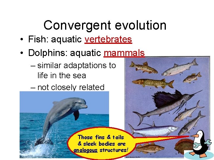 Convergent evolution • Fish: aquatic vertebrates • Dolphins: aquatic mammals – similar adaptations to