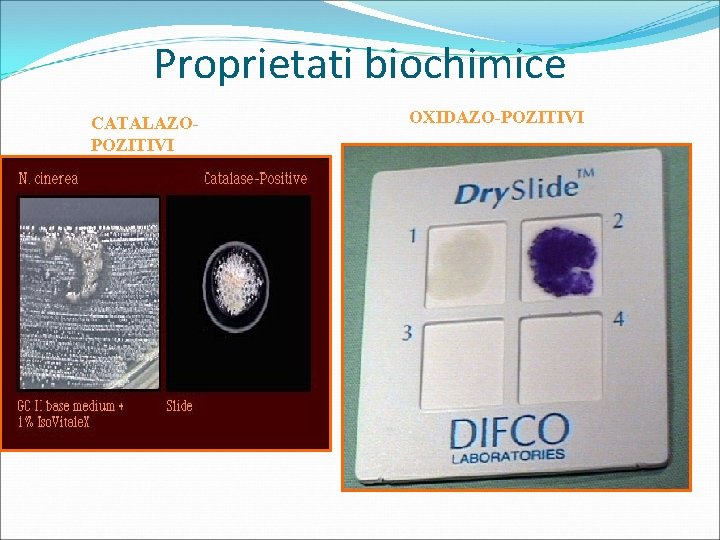 Proprietati biochimice CATALAZOPOZITIVI OXIDAZO-POZITIVI 