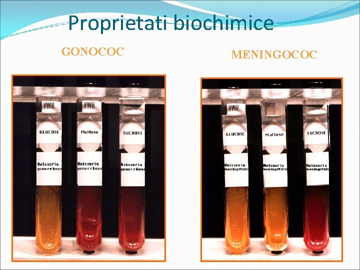 Proprietati biochimice GONOCOC MENINGOCOC 