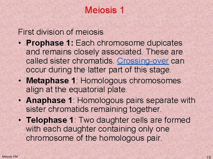 Meiosis 1 First division of meiosis • Prophase 1: Each chromosome dupicates and remains