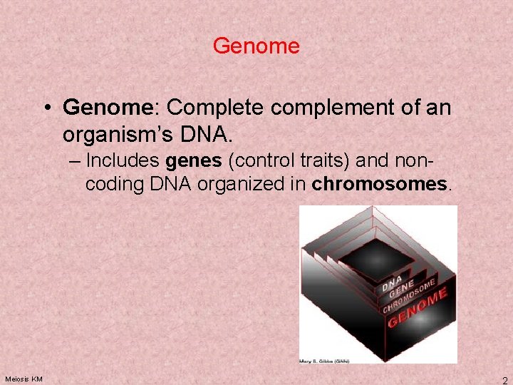 Genome • Genome: Complete complement of an organism’s DNA. – Includes genes (control traits)