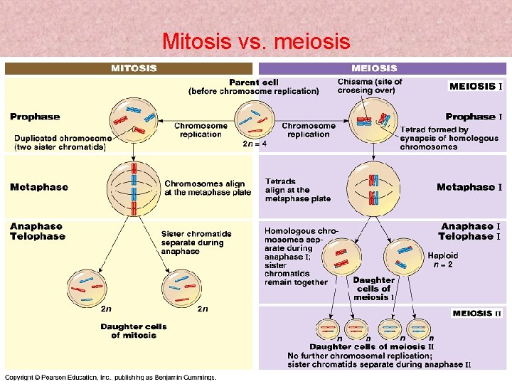 Mitosis vs. meiosis Meiosis KM 20 