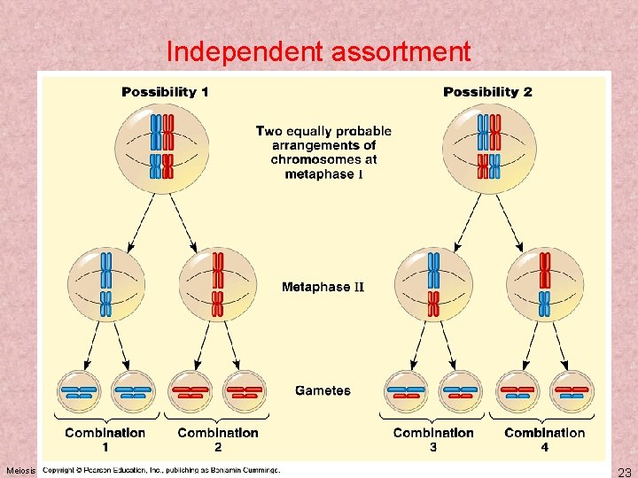 Independent assortment Meiosis KM 23 