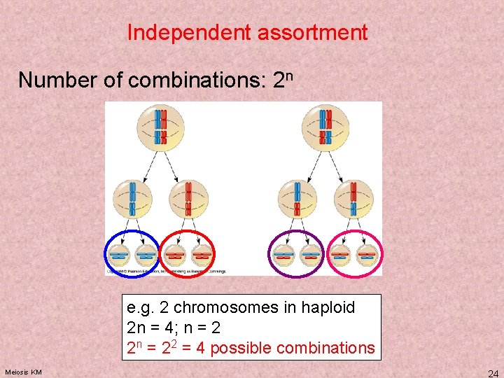 Independent assortment Number of combinations: 2 n e. g. 2 chromosomes in haploid 2