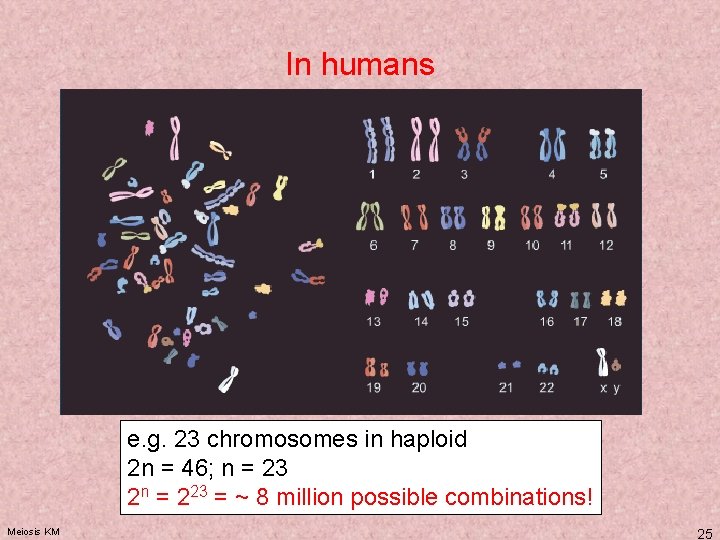 In humans e. g. 23 chromosomes in haploid 2 n = 46; n =