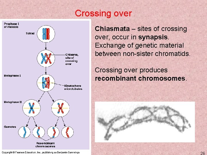Crossing over Chiasmata – sites of crossing over, occur in synapsis. Exchange of genetic