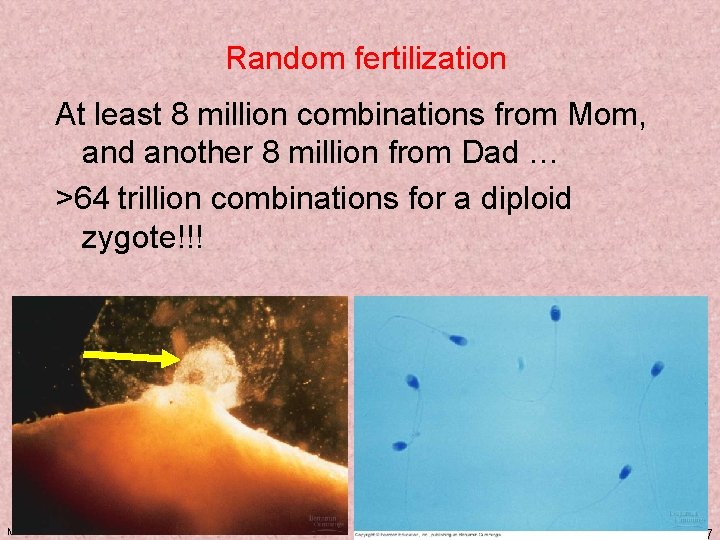 Random fertilization At least 8 million combinations from Mom, and another 8 million from