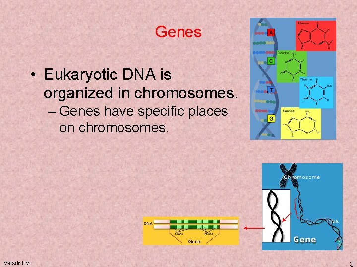 Genes • Eukaryotic DNA is organized in chromosomes. – Genes have specific places on