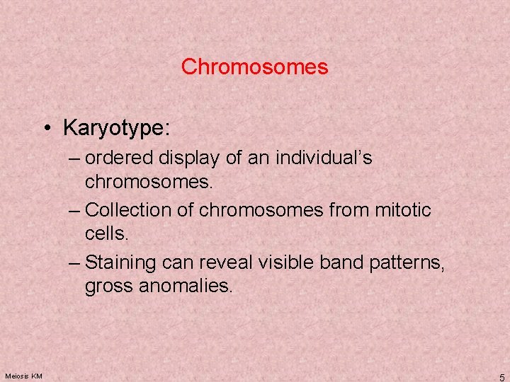 Chromosomes • Karyotype: – ordered display of an individual’s chromosomes. – Collection of chromosomes