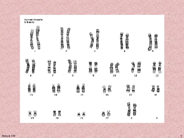 Meiosis KM 7 
