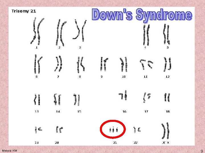 Meiosis KM 9 