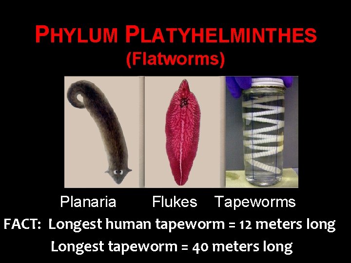 PHYLUM PLATYHELMINTHES (Flatworms) Planaria Flukes Tapeworms FACT: Longest human tapeworm = 12 meters long