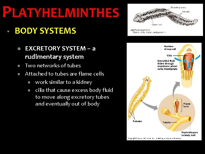 PLATYHELMINTHES • BODY SYSTEMS l l l EXCRETORY SYSTEM – a rudimentary system Two