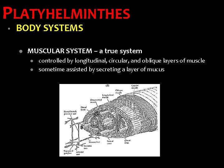 PLATYHELMINTHES • BODY SYSTEMS l MUSCULAR SYSTEM – a true system l l controlled