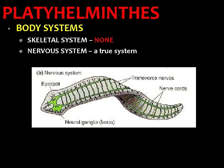 PLATYHELMINTHES • BODY SYSTEMS l l SKELETAL SYSTEM – NONE NERVOUS SYSTEM – a