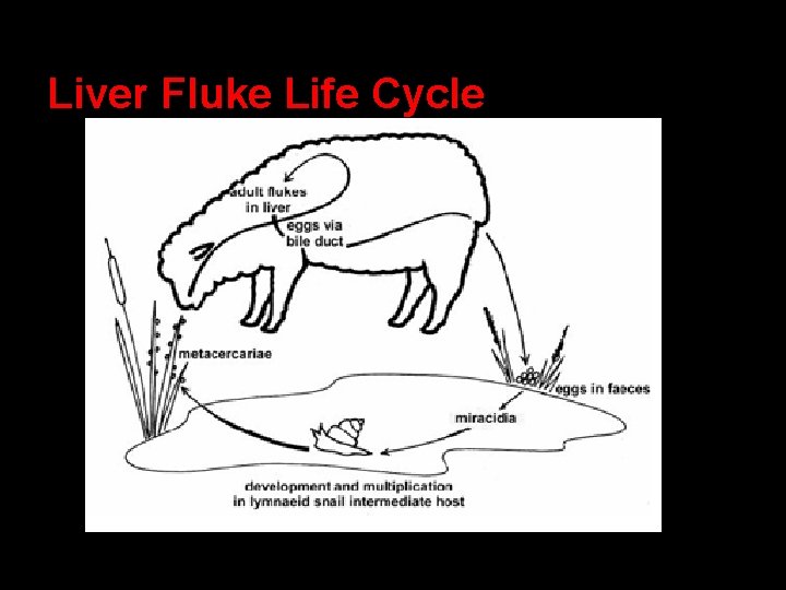 Liver Fluke Life Cycle 