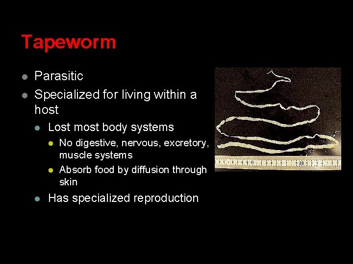 Tapeworm l l Parasitic Specialized for living within a host l Lost most body