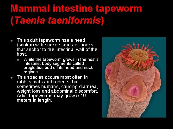 Mammal intestine tapeworm (Taenia taeniformis) l This adult tapeworm has a head (scolex) with