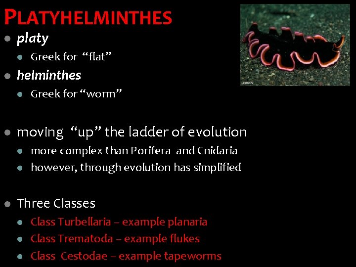 PLATYHELMINTHES l platy l l helminthes l l Greek for “worm” moving “up” the