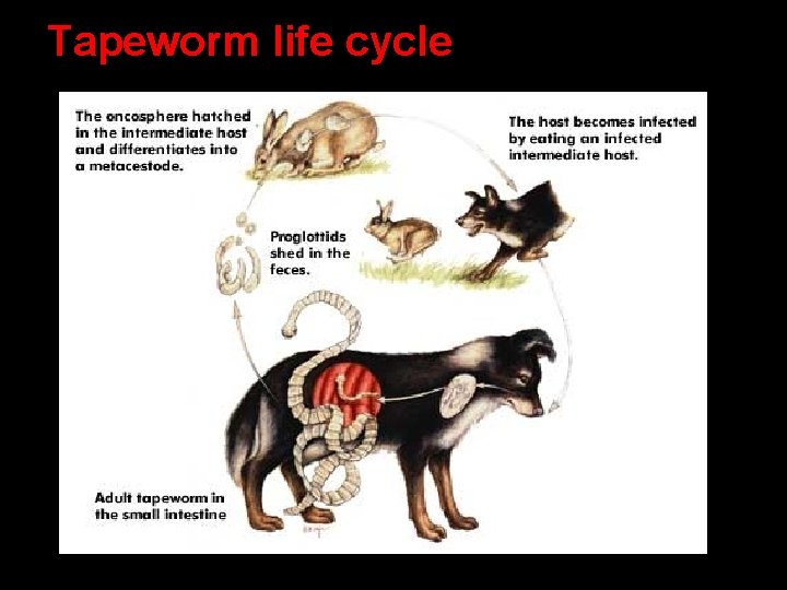 Tapeworm life cycle 