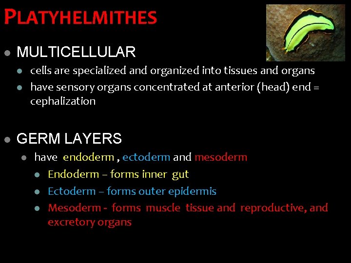 PLATYHELMITHES l MULTICELLULAR l l l cells are specialized and organized into tissues and