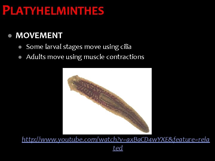 PLATYHELMINTHES l MOVEMENT l l Some larval stages move using cilia Adults move using