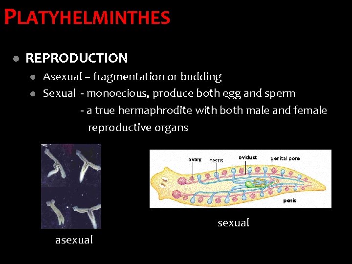 PLATYHELMINTHES l REPRODUCTION l l Asexual – fragmentation or budding Sexual - monoecious, produce