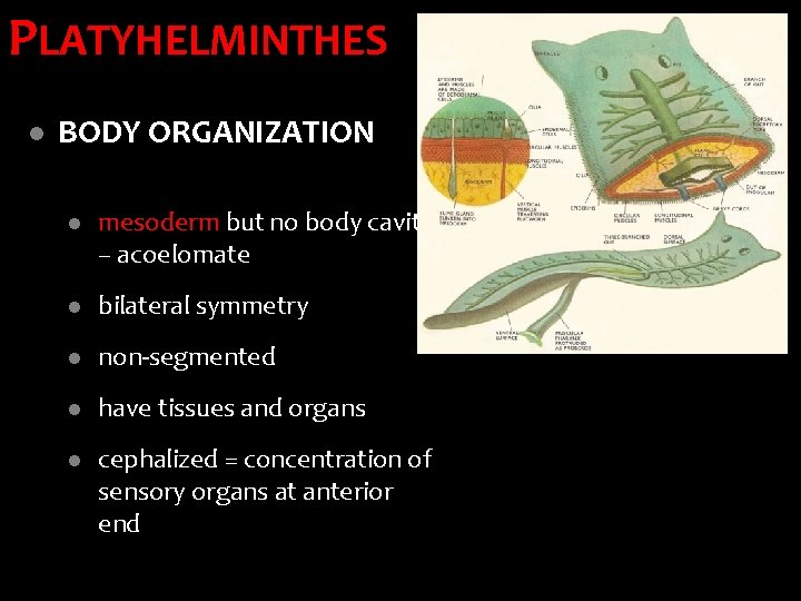 PLATYHELMINTHES l BODY ORGANIZATION l mesoderm but no body cavity – acoelomate l bilateral