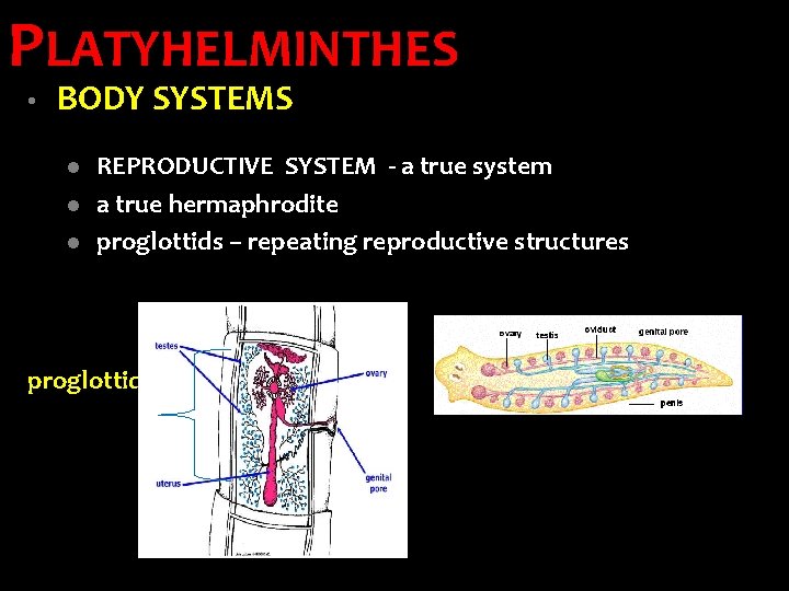 PLATYHELMINTHES • BODY SYSTEMS l l l REPRODUCTIVE SYSTEM - a true system a