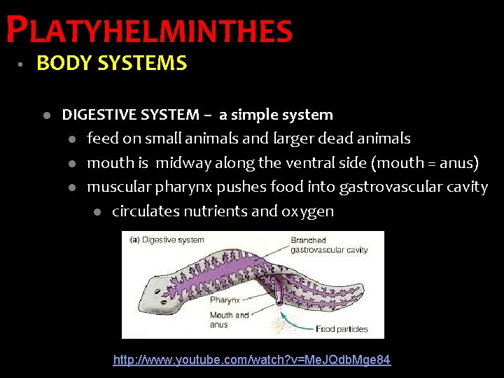PLATYHELMINTHES • BODY SYSTEMS l DIGESTIVE SYSTEM – a simple system l feed on