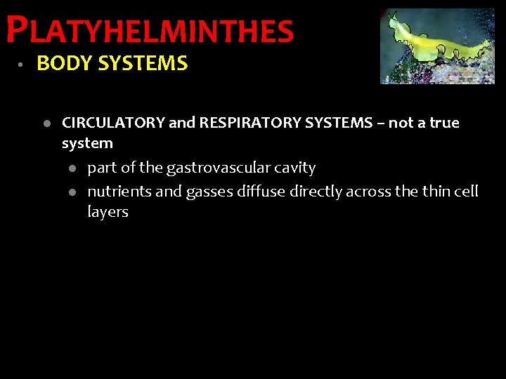 PLATYHELMINTHES • BODY SYSTEMS l CIRCULATORY and RESPIRATORY SYSTEMS – not a true system