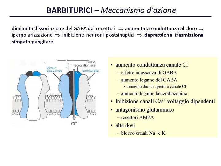 BARBITURICI – Meccanismo d’azione diminuita dissociazione del GABA dai recettori aumentata conduttanza al cloro